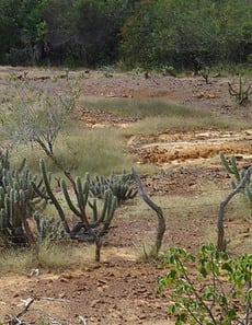 A Caatinga é o único bioma exclusivamente brasileiro. Na seca, a maioria da vegetação perde as folhas e seus caules ficam esbranquiçados, daí a origem do seu nome: caa (mata) + tinga (branca) = mata branca