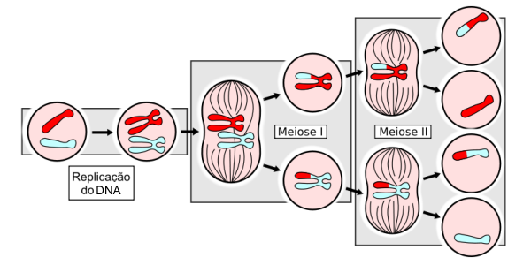 Esquema da meiose, mostrando os dois ciclos de divisão celular para a formação de quatro células haplóides a partir de uma célula diplóide.