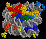 Estrutura cristalográfica de um nucleossomo. As histonas H2A, H2B, H3 e H4 estão coloridas e o DNA está em cinza.