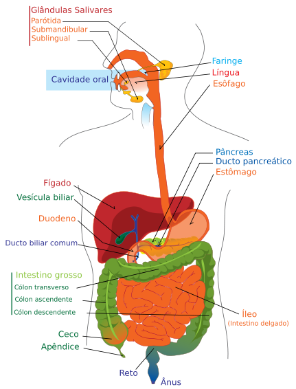 O sistema digestório é composto por: boca, faringe, laringe, esôfago, estômago, intestino delgado e intestino grosso. Além disso, conta com as glândulas salivares, o fígado e o pâncreas.
