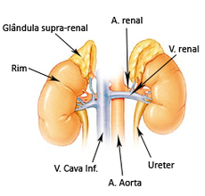 O esquema mostra os rins, as glândulas suprarrenais, as veias cava inferior e renal, e artérias aorta e renal.