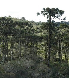 Árvores altas e de tronco reto, muito usada para extração de madeira, são características da Mata de Araucárias