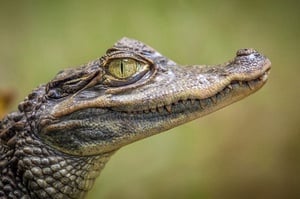 Crocodilo na Itália