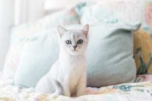 Gato Branco