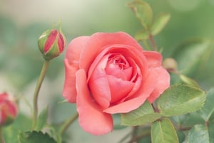 Rosa Florescendo