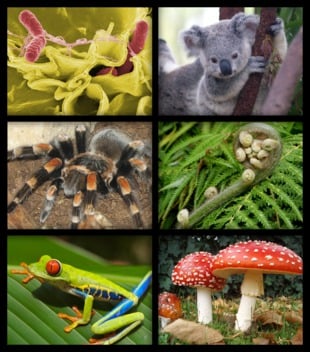 A Biologia estuda as muitas variedades de organismos vivos. (imagem por Azcolvin429)