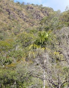 Junto com a Caatinga, é considerado a 'Savana Brasileira'. O Cerrado é o segundo maior bioma brasileiro.