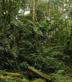 As árvores das florestas da Mata Atlântica são tipicamente altas (~20 metros), com folhas largas e perenes.
