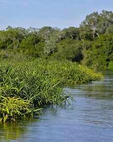 Tipicamente alagado, o Pantanal é uma planície pluvial e é considerado Patrimônio Natural Mundial e Reserva da Biosfera pela UNESCO.
