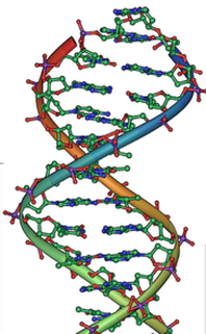 A estrutura do DNA lembra uma escada em espiral. Os degraus são bases nitrogenadas unidas por pontes de hidrogênio e o corrimão é formado pelo complexo de açúcar-fosfato.