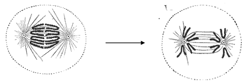 Anáfase: separação das cromátides-irmãs tracionadas pela diminuição das fibras do fuso.