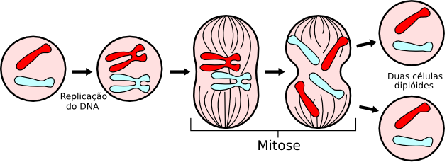 Esquema da mitose: uma célula diplóide divide-se em duas células geneticamente idênticas.