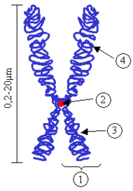 (1) Cromátide: cada um dos dois braços idênticos de um cromossomo; (2) Centrômero: ponto de ligação de duas cromátides; (3) Braço curto; (4) Braço longo. À esquerda, dimensão do comprimento de um cromossomo (atente que esta pode variar de um cromossomo para outro), em micrômetro (µm).