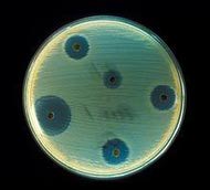 A figura mostra colônias de fungos do gênero *Penicillum* (círculos amarronzados) inibindo o crescimento da bactéria *Staphylococcus aureus*.