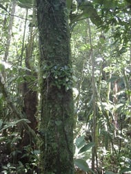 A figura mostra uma espécie de orquídea, Eurystyles actinosophila, vivendo associada a uma árvore.
