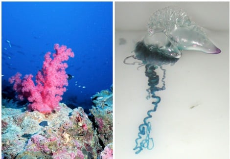 À esquerda, vemos um exemplo de colônia isomorfa: o coral. À direita, um exemplo de colônia heteromorfa: o celenterado, Physalia physalis, ou caravela-portuguesa.