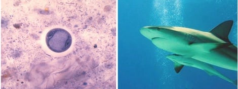 À esquerda, vemos Entamoeba coli, comensal do ser humano. À direita, uma rêmora (comensal) e o tubarão.