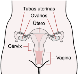 O sistema genital feminino contém dois ovários, duas tubas uterinas, útero, vagina e genitália externa.
