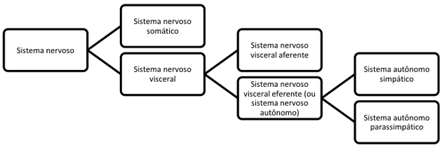 O sistema nervoso pode ser dividido em: Sistema nervoso somático, Sistema nervoso visceral eferente e Sistema nervoso visceral aferente.