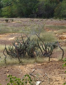 A vegetação da Caatinga é decidual, com muitas cactáceas e pequenos arbustos.