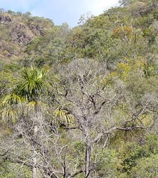 Muito parecido com a Savana, predominam no Cerrado arbustos, gramíneas e árvores esparsas.