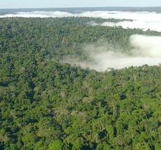 A Floresta Amazônica é uma das três grandes florestas tropicais do mundo. Essas podem ser caracterizadas em duas palavras: quentes e úmidas.