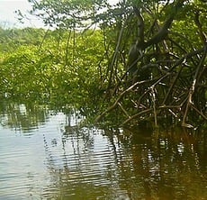 O solo dos manguezais é lodoso, salgado, rico em nutrientes e com pouco oxigênio.