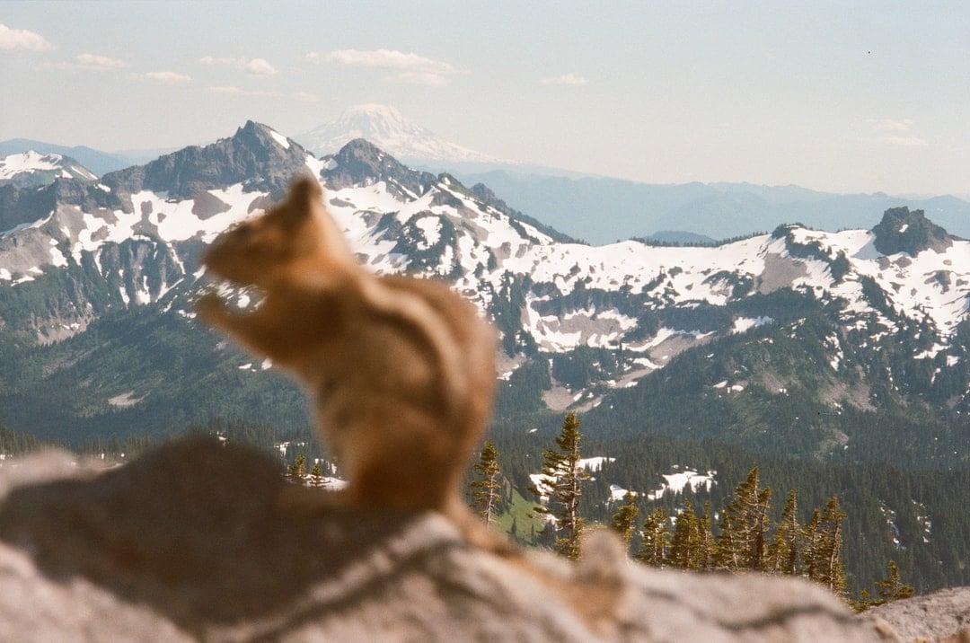 Esquilo nas Montanhas