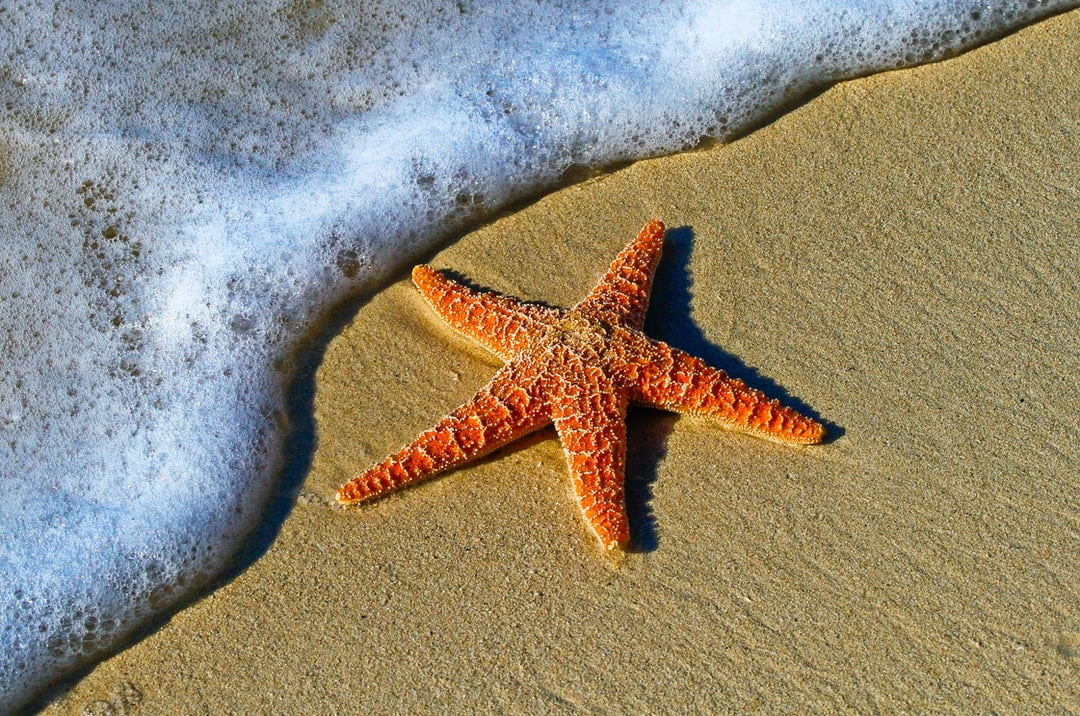 Estrela-do-mar na Areia